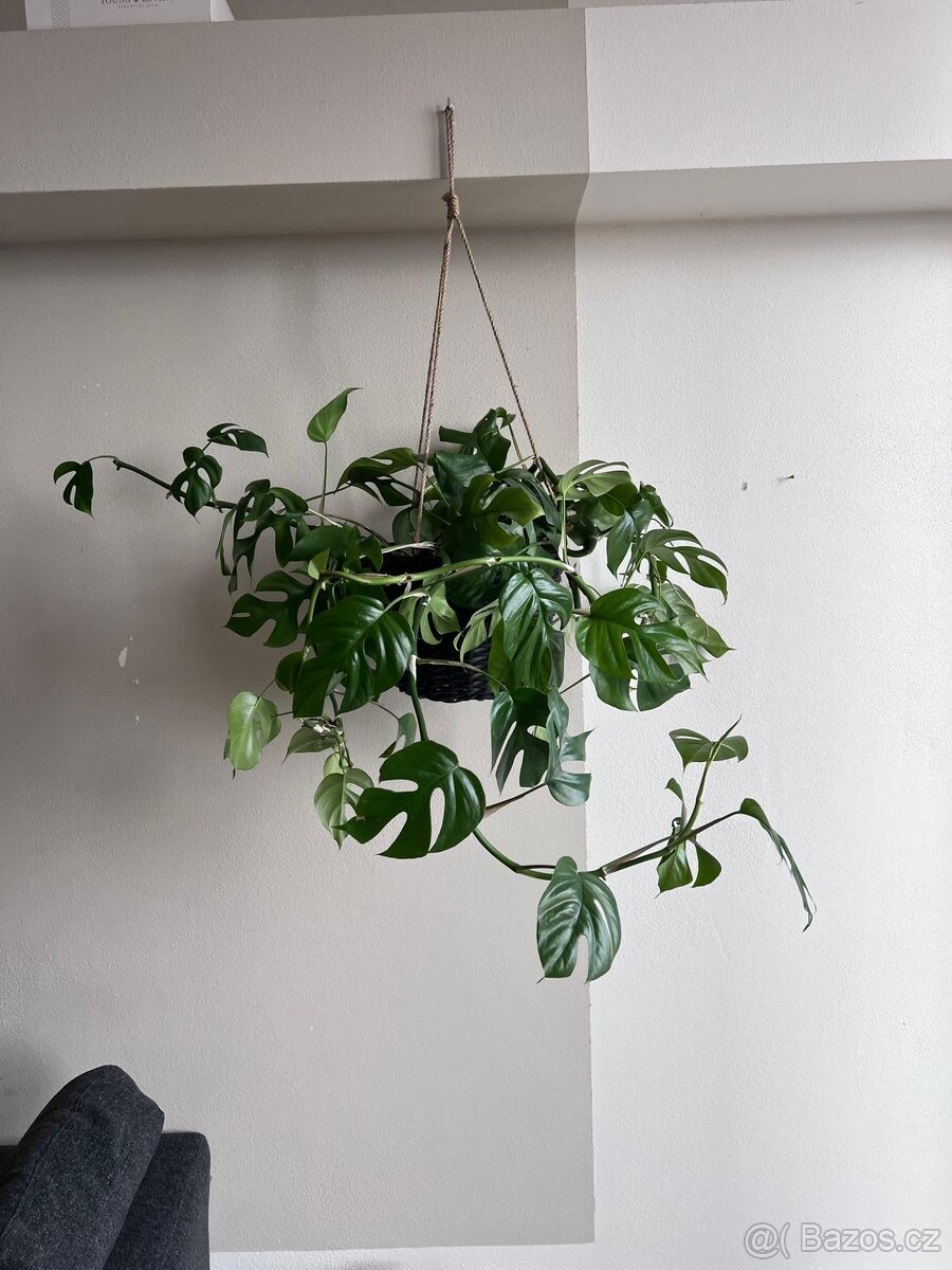 Krásná MONSTERA i se závěsným květináčem.