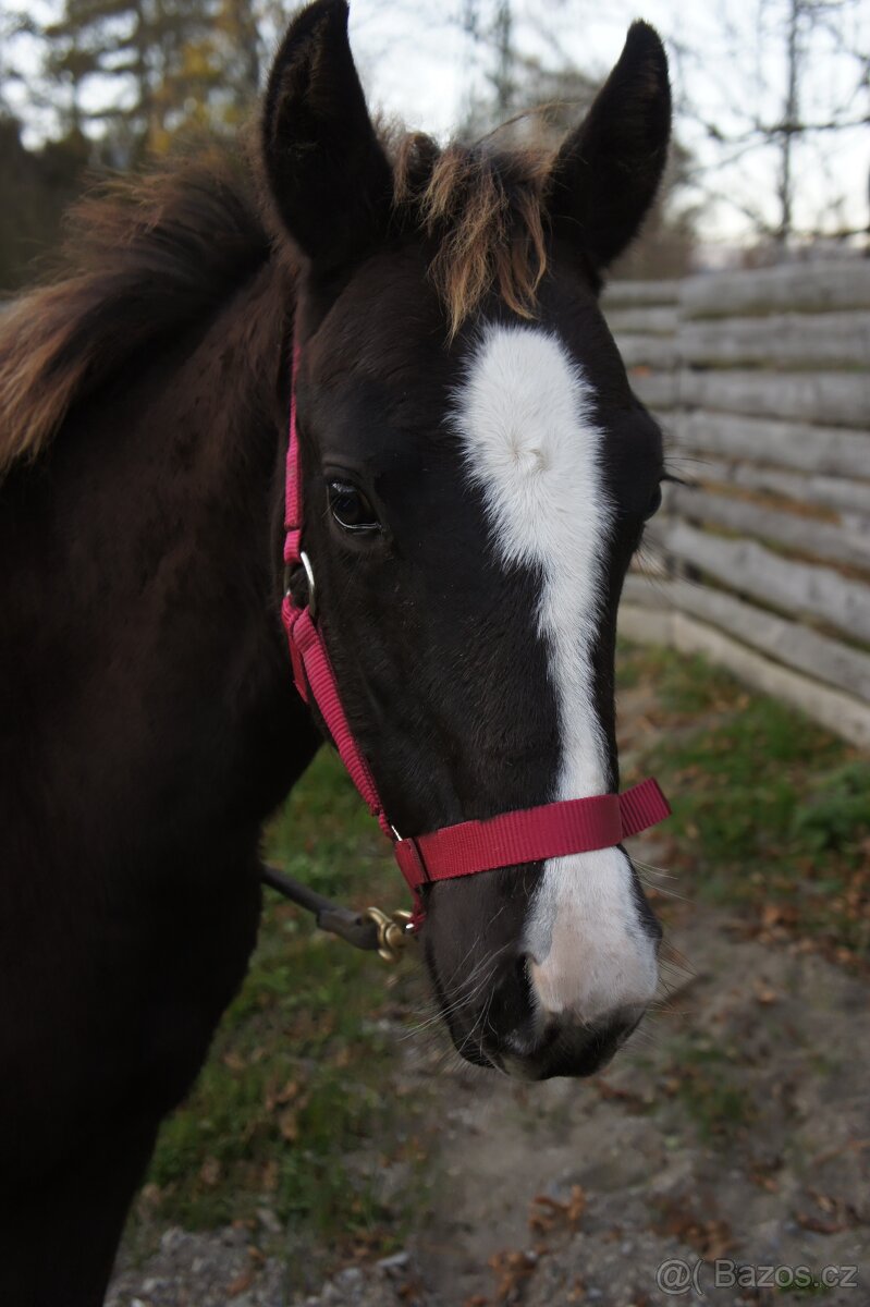 Prodám APHA paint horse klisnu