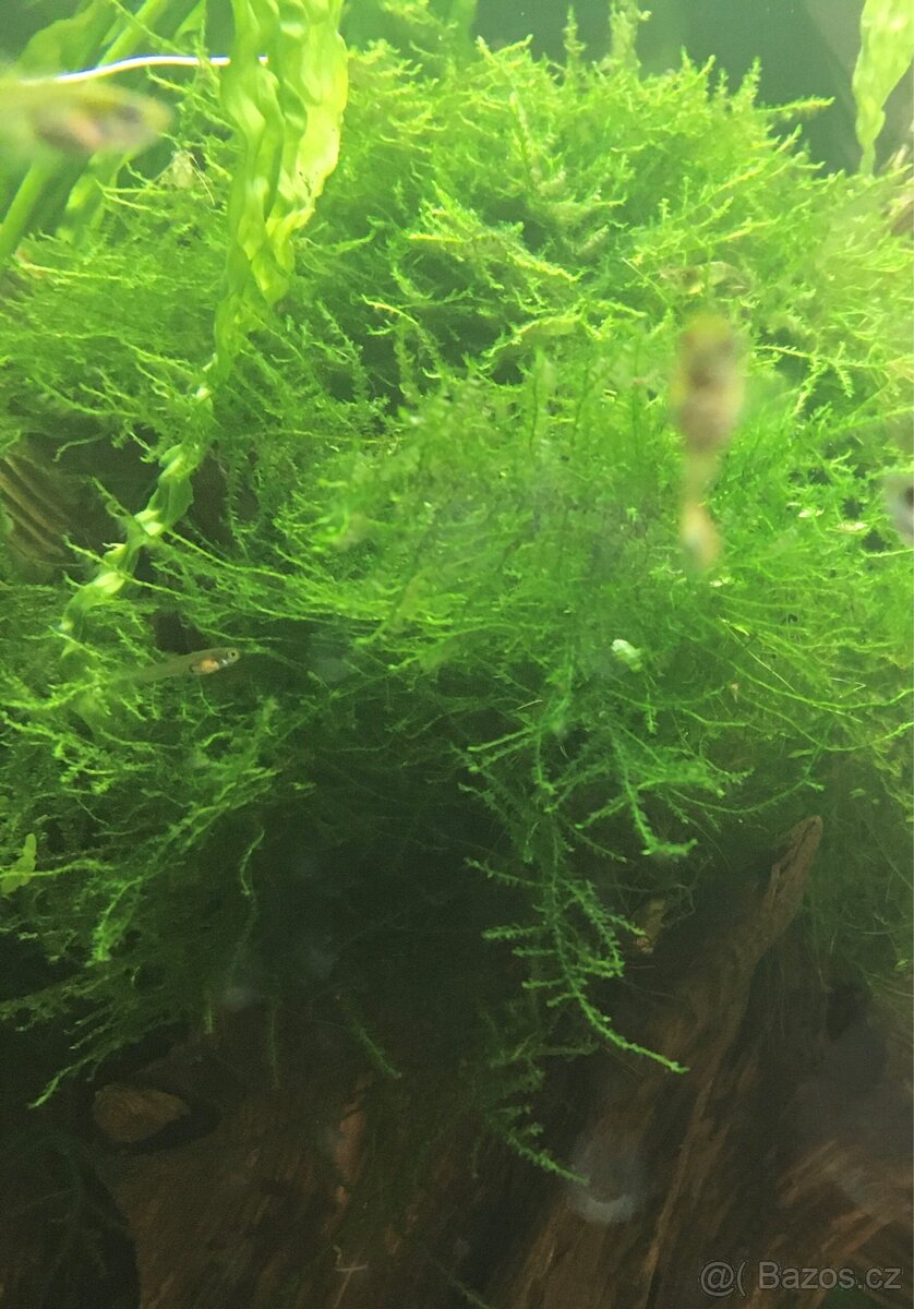 Mech akvarijní JAVA MOSS