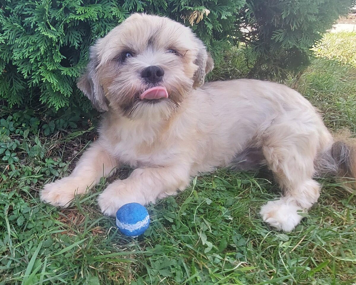 Lhasa apso