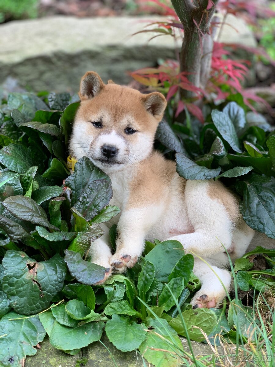 Shiba inu