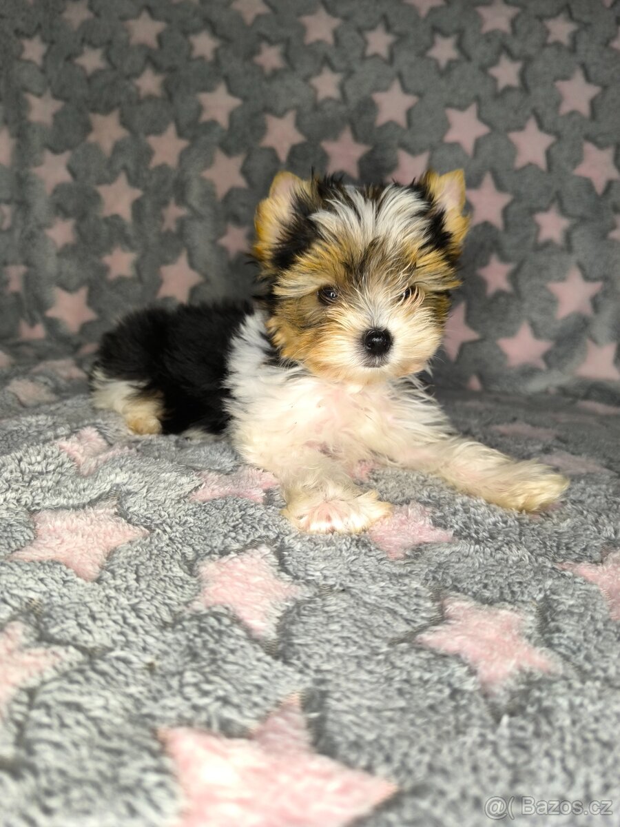 Biewer Yorkshire Terrier s PP