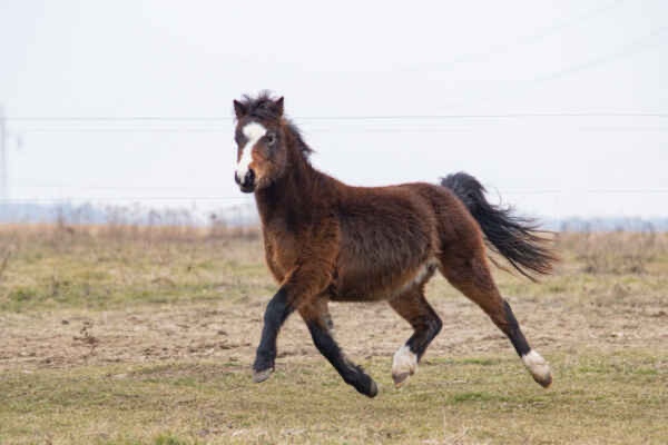 Welsh mountain pony