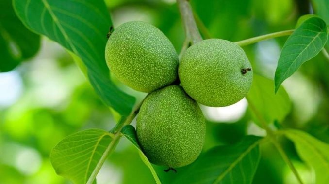 Zelené Vlašské ořechy koupím