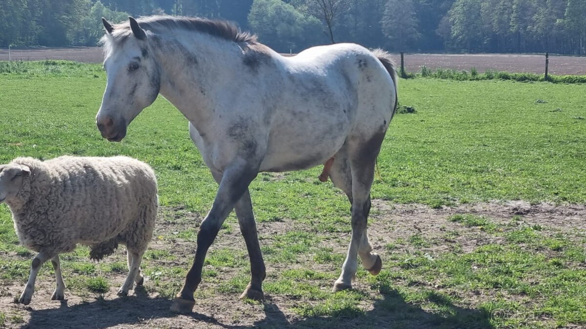 Prodám valacha Appaloosa.