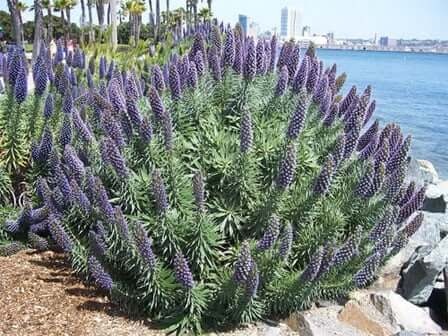 semínka Echium Fastuosum