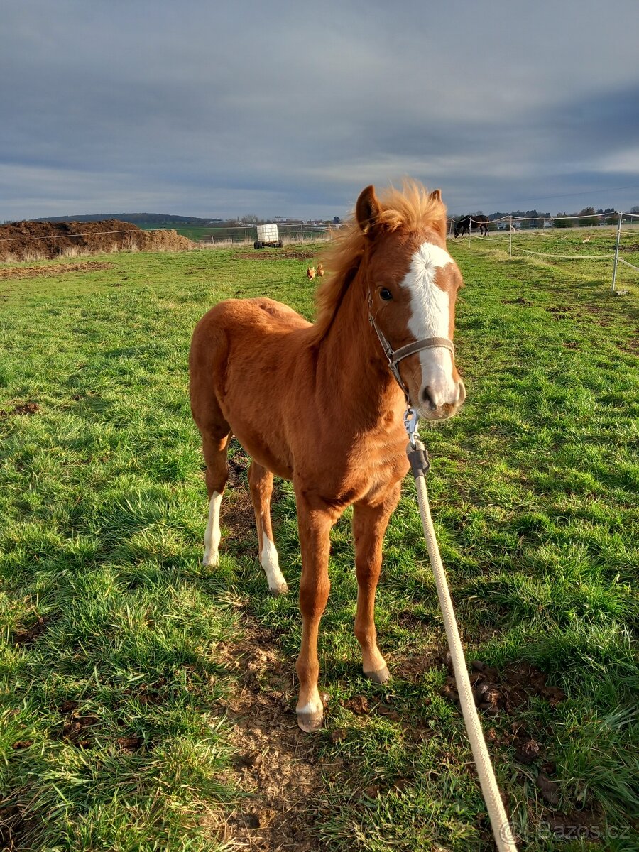 Krásná klisnička WPBR Pony B do sportu