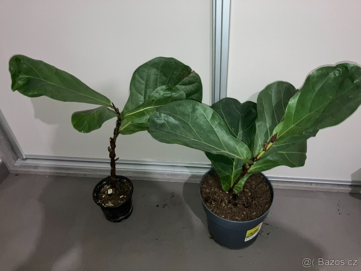 Ficus lyrata - sazenice 30 cm, obrovské listy