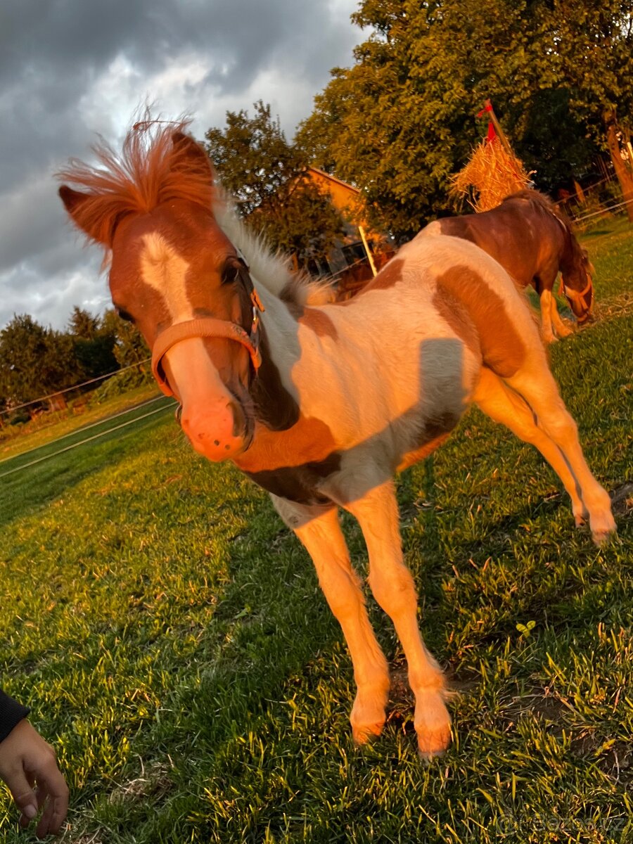 Mini shetland