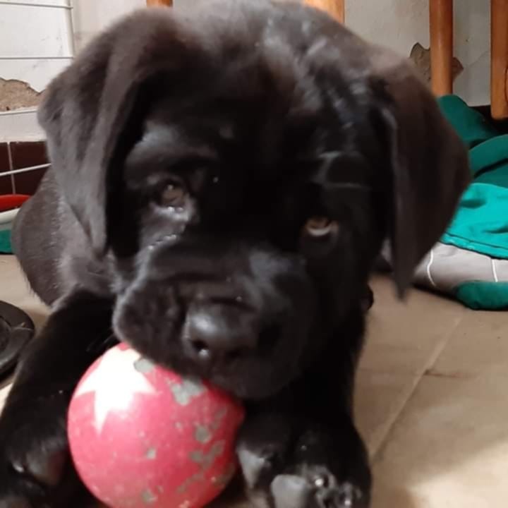 Labrador x retriever