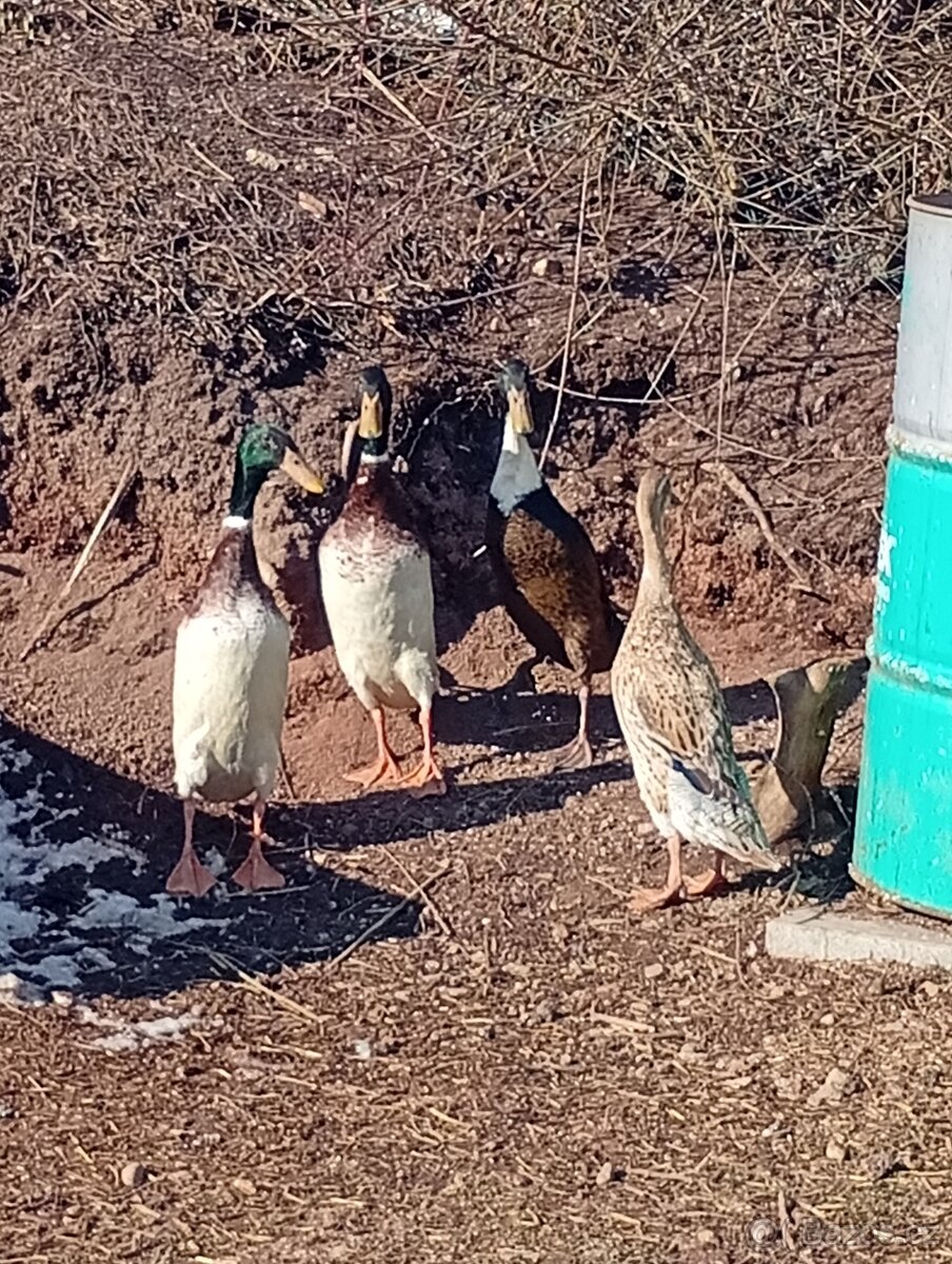 Prodám indicky běžce..3x kačer , 1x kacena. 250 kus