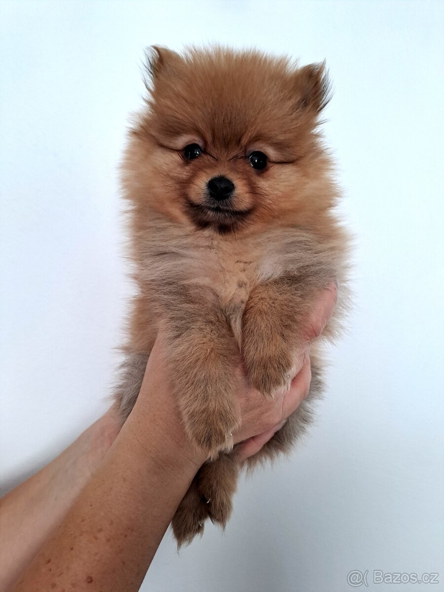 Pomeranian sameček