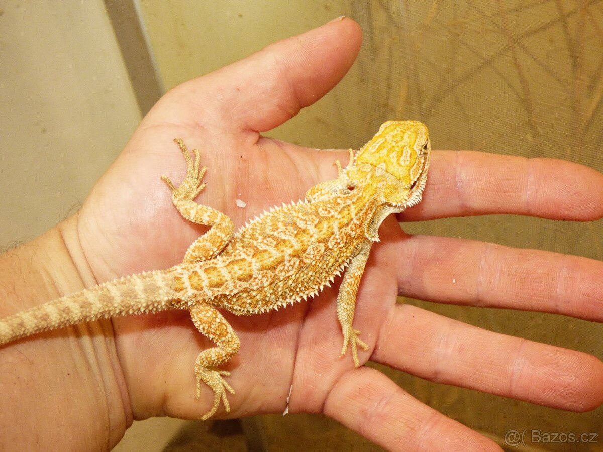 Agama vousatá (Pogona vitticeps)