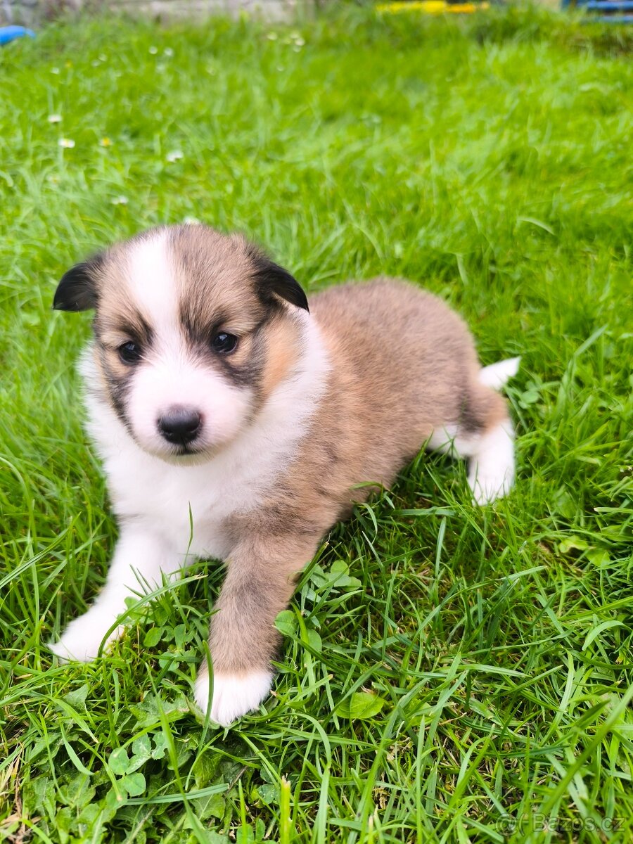 Štěňátka Sheltie/Šeltie s PP