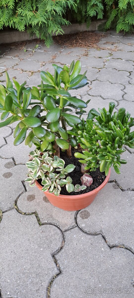 Crassula-tlustice-sukulenty