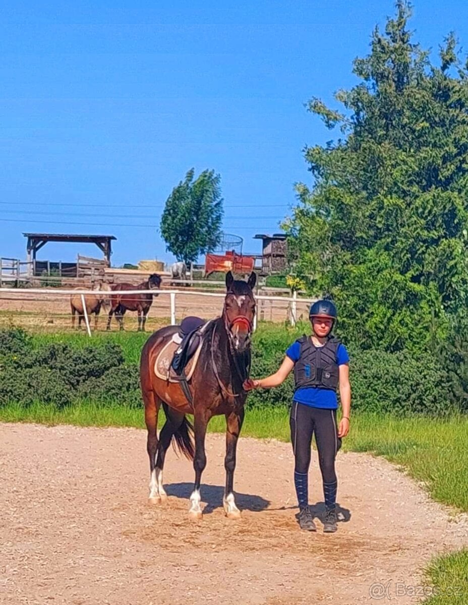 Welsh pony a Wpbr