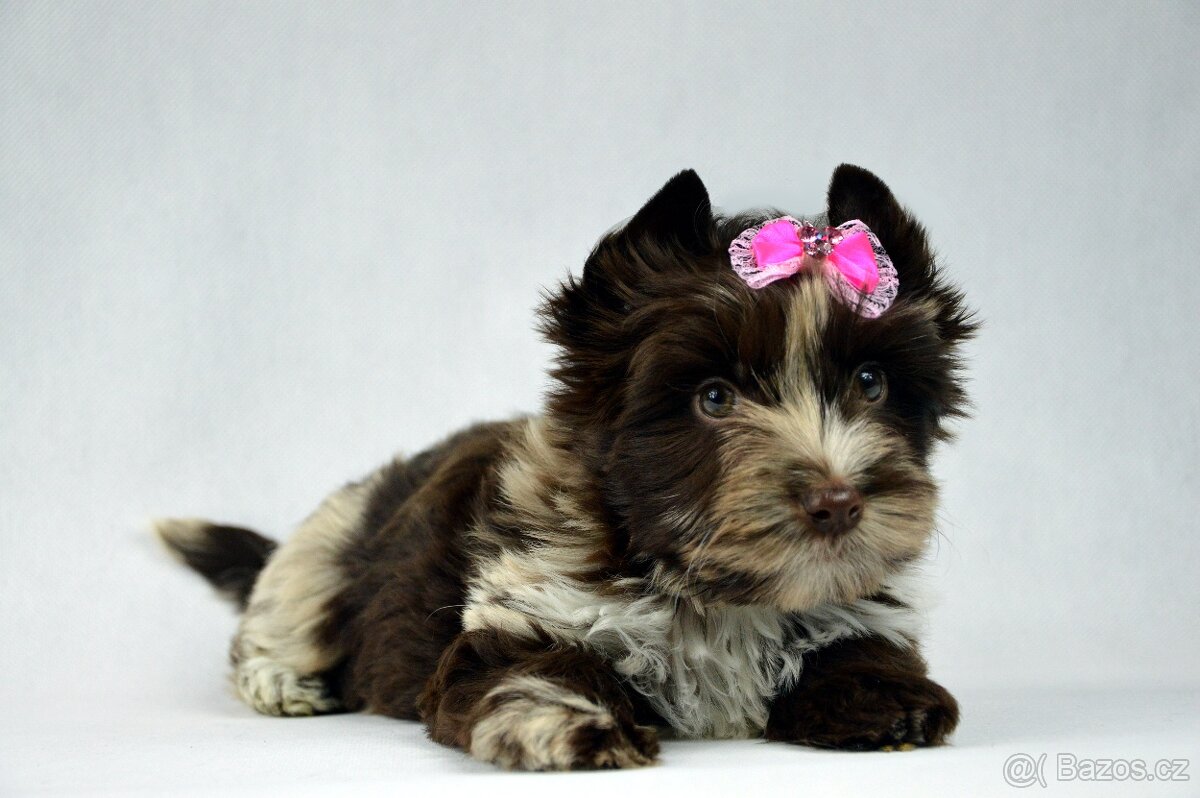 yorkshire terrier s PP