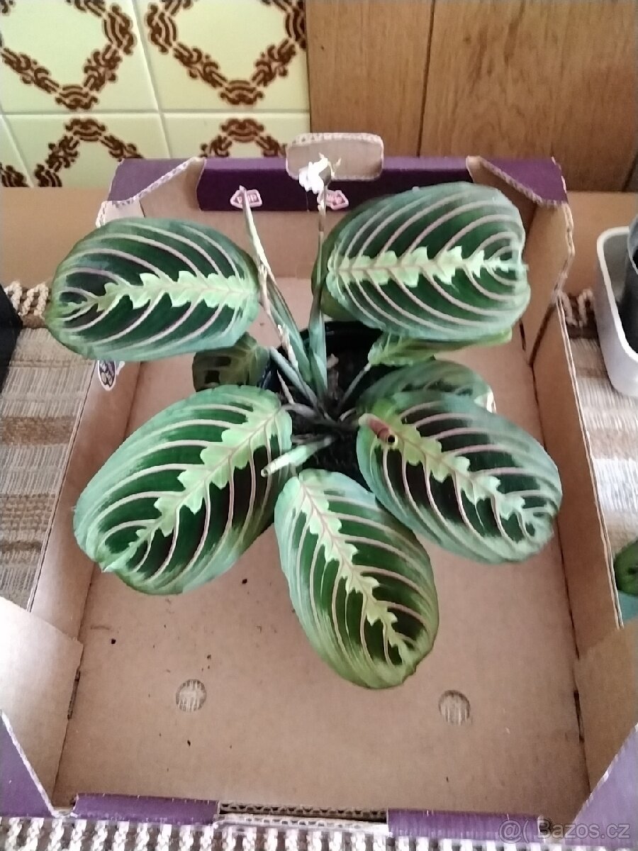 Kytka  maranta