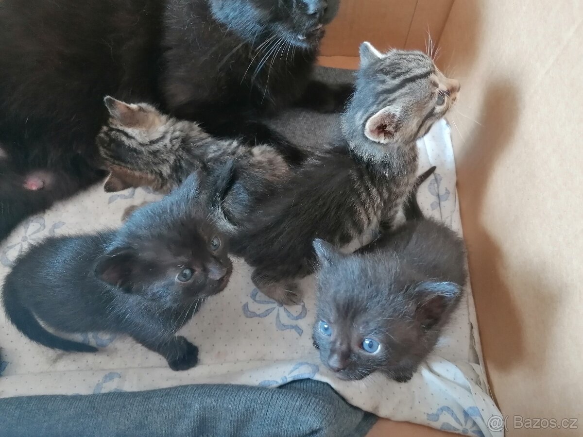 Darujeme 4 koťátka, černí a mourovaní kocourci