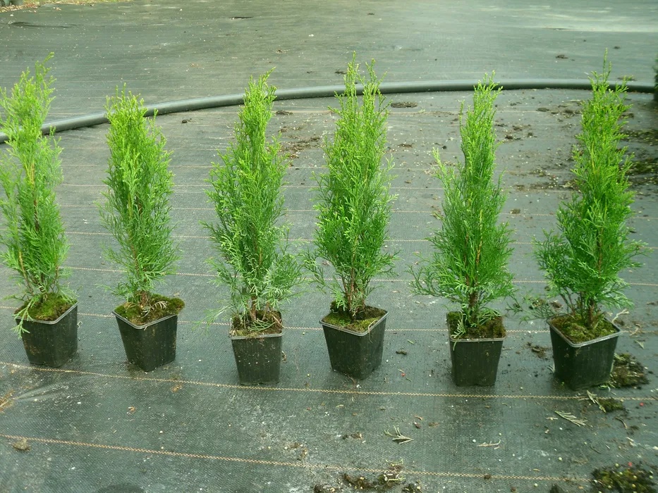 Tůje, Túje, Thuje, Thuja smaragd 55cm