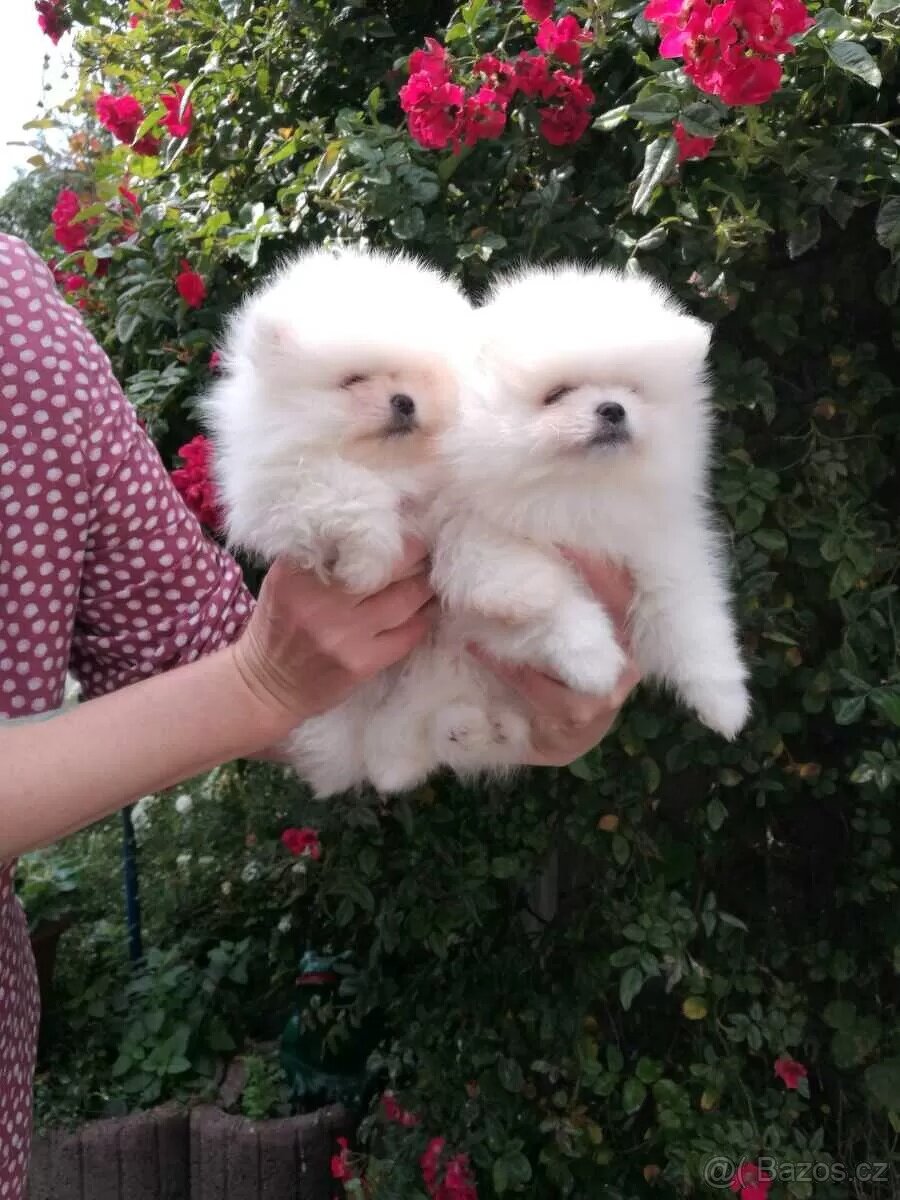 Mini Pomeranian