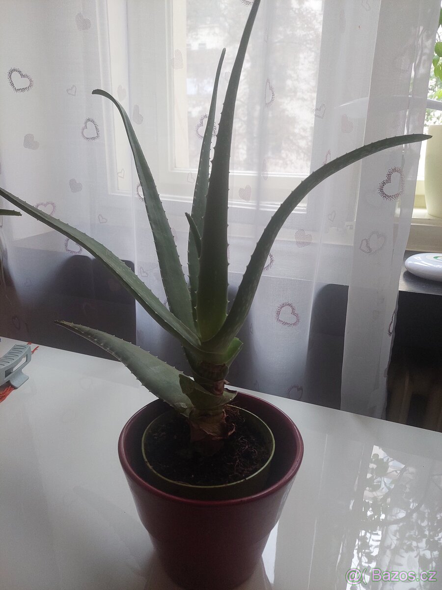 Aloe Vera