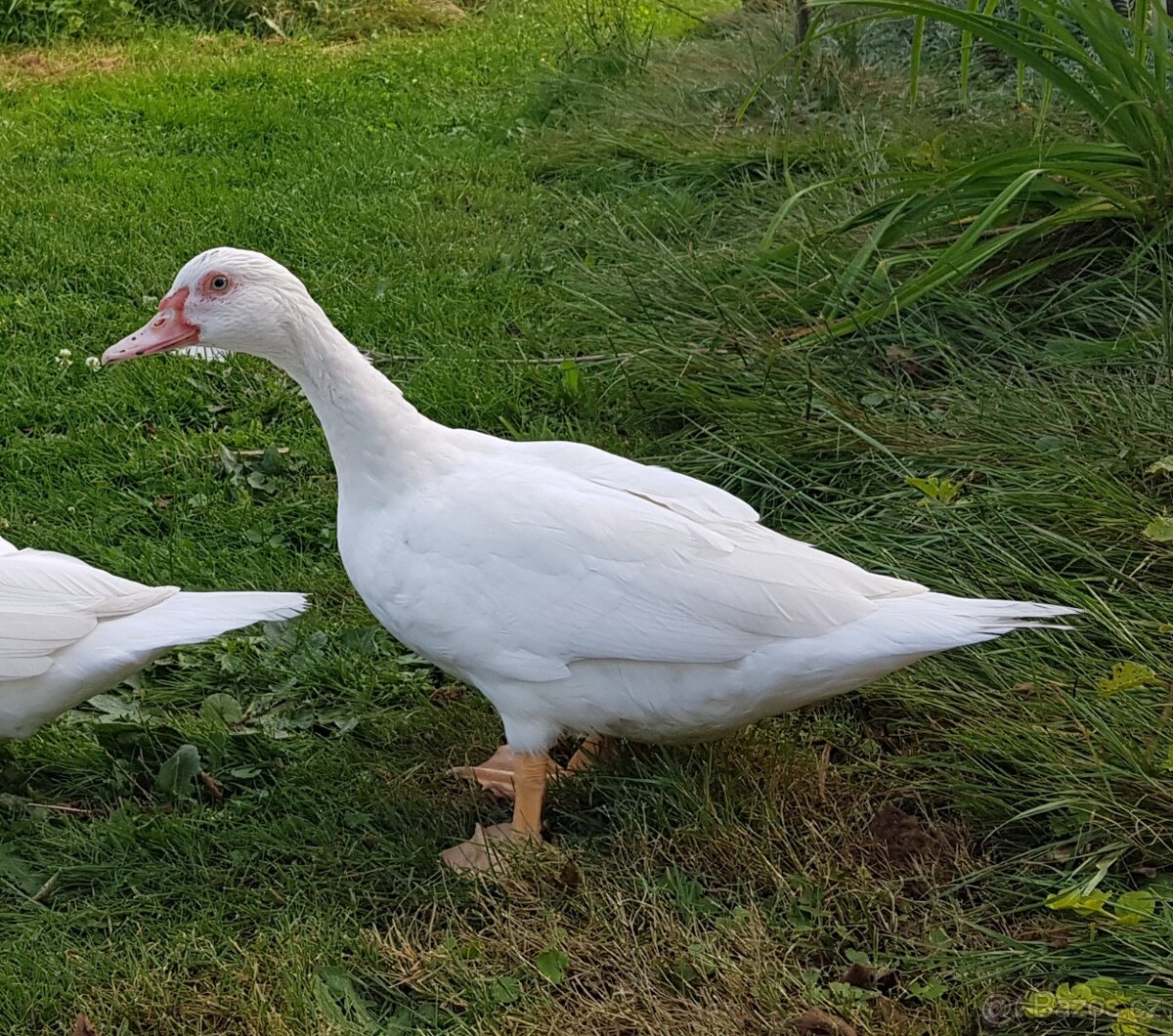 Kachna pižmová