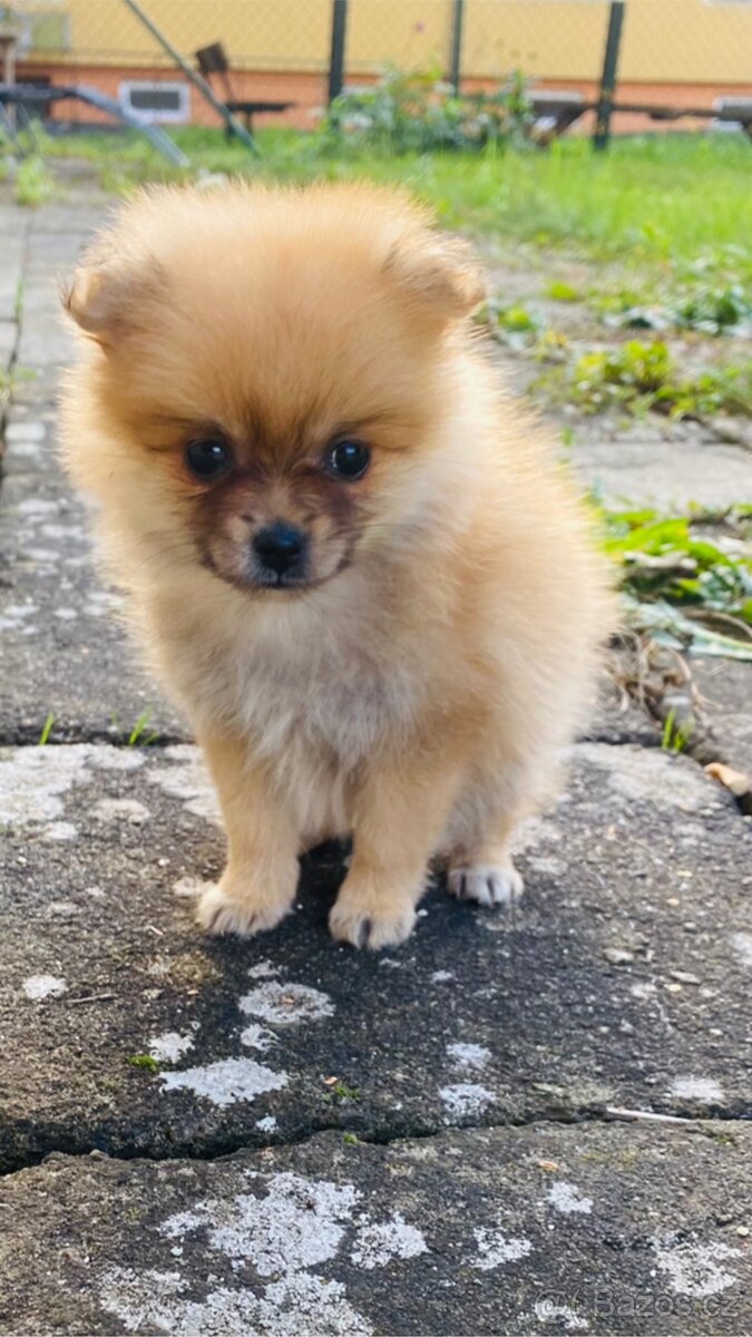 Pomeranian