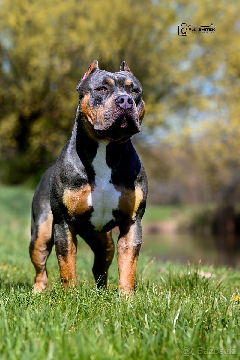 American Bully XL ke krytí