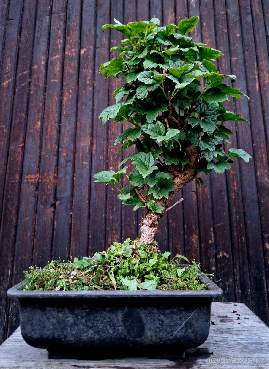 BONSAI, Bonsaj - Kalina 2