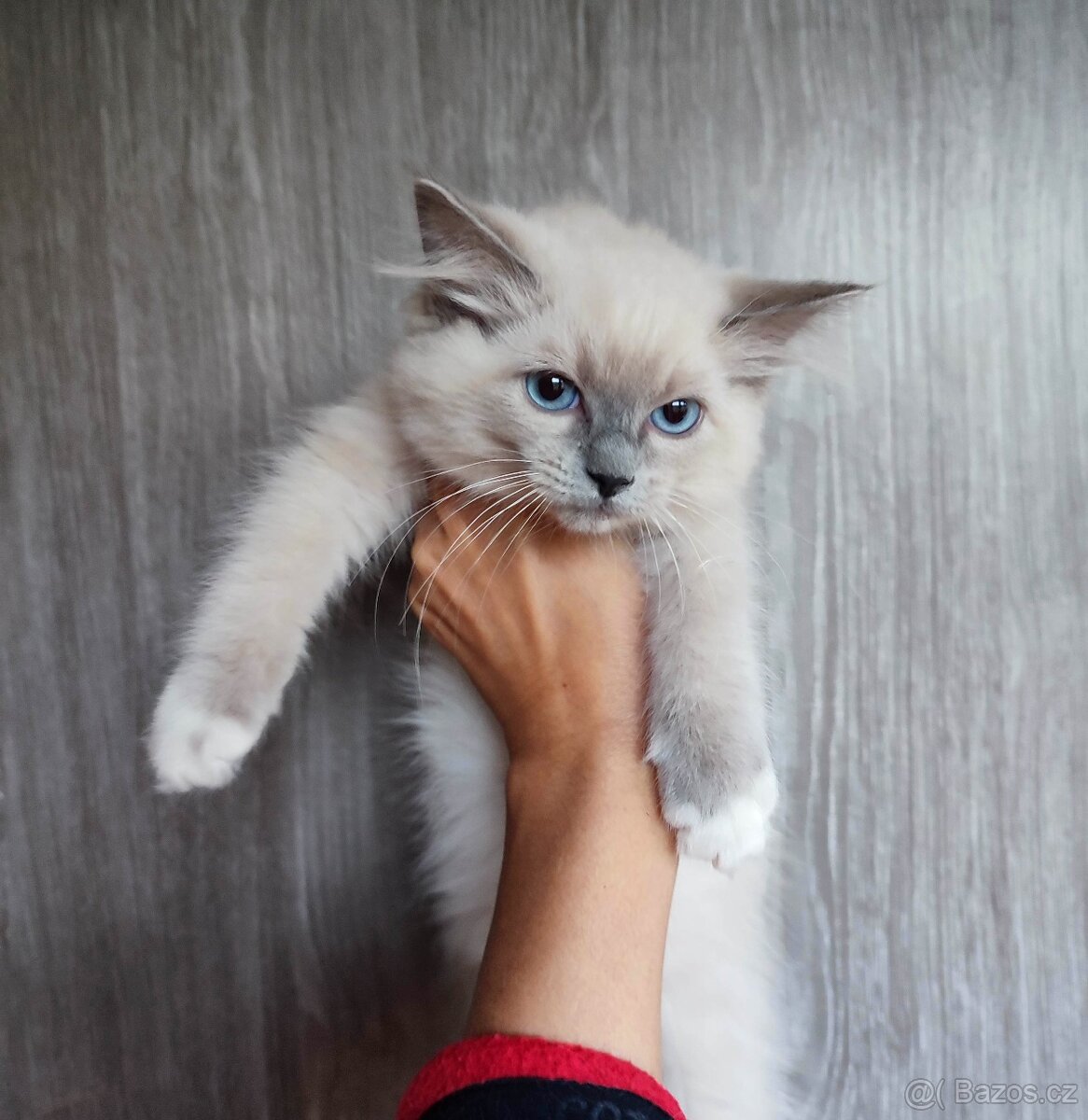 Ragdoll