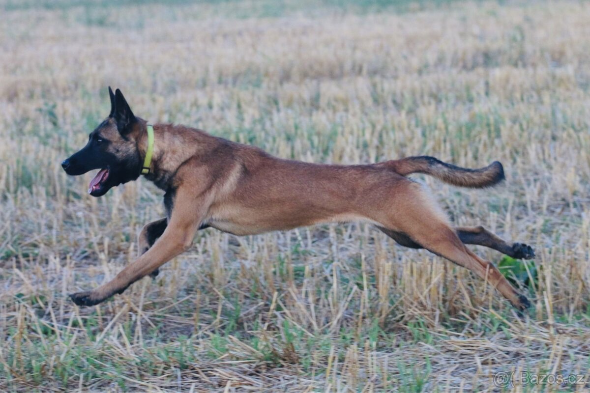 Belgický ovčák malinois