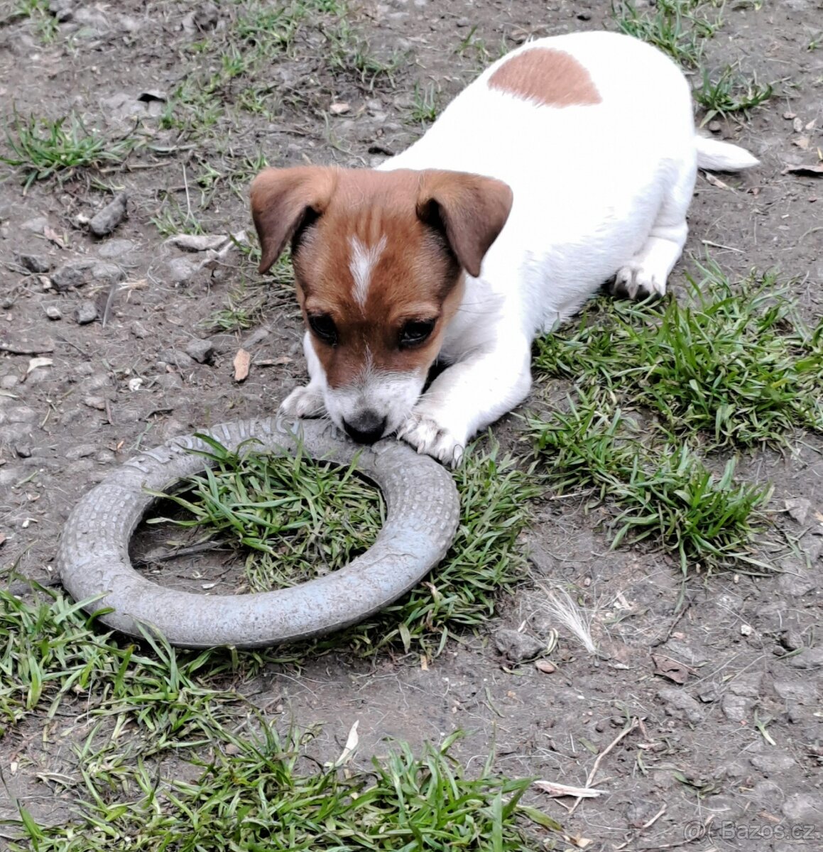 Jack Russell terier