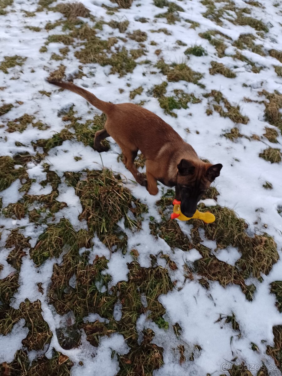 Belgický ovčák malinois