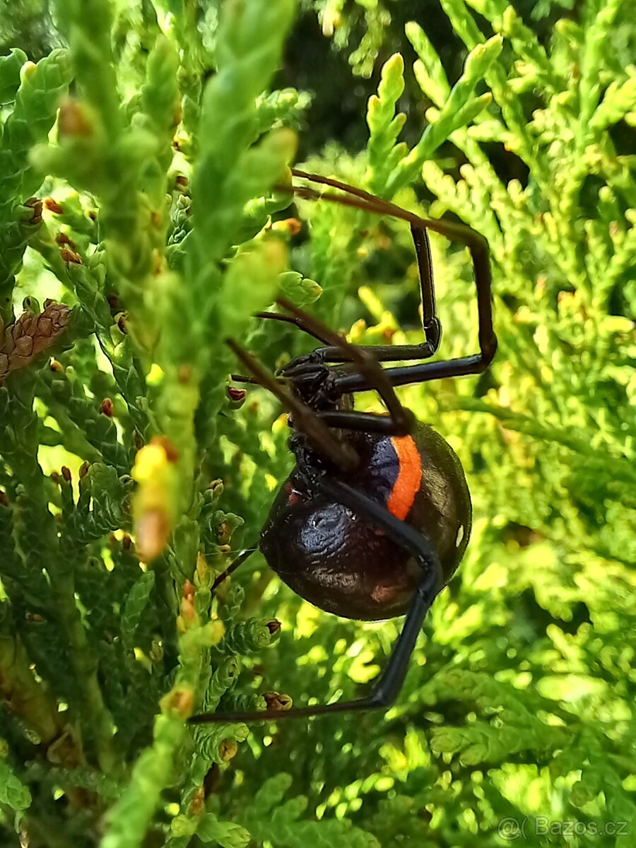 Latrodectus manavodi