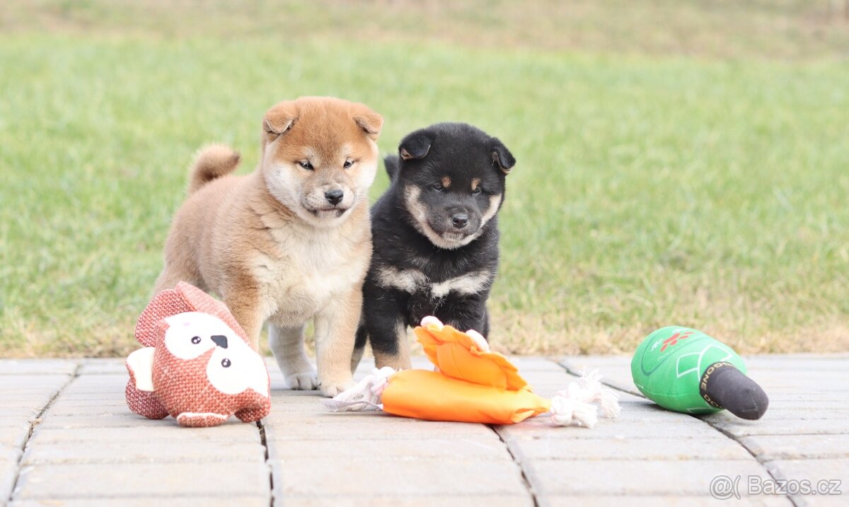 Shiba inu s FCI PP