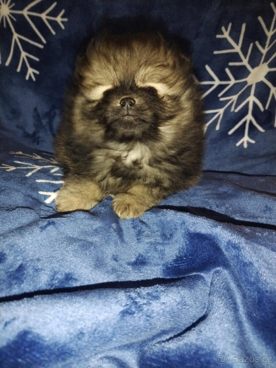 Pomeranian