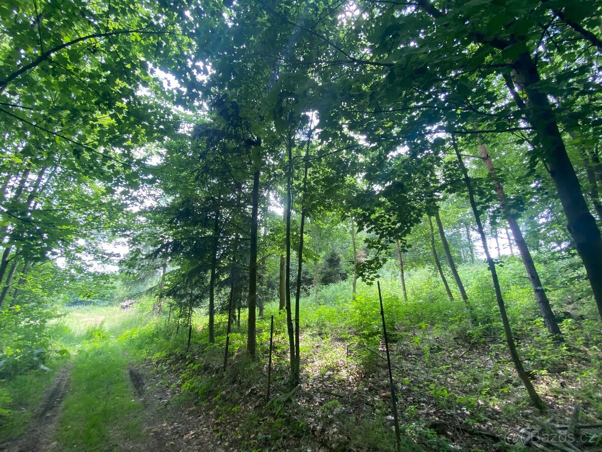 Lesní pozemek Kožichovice