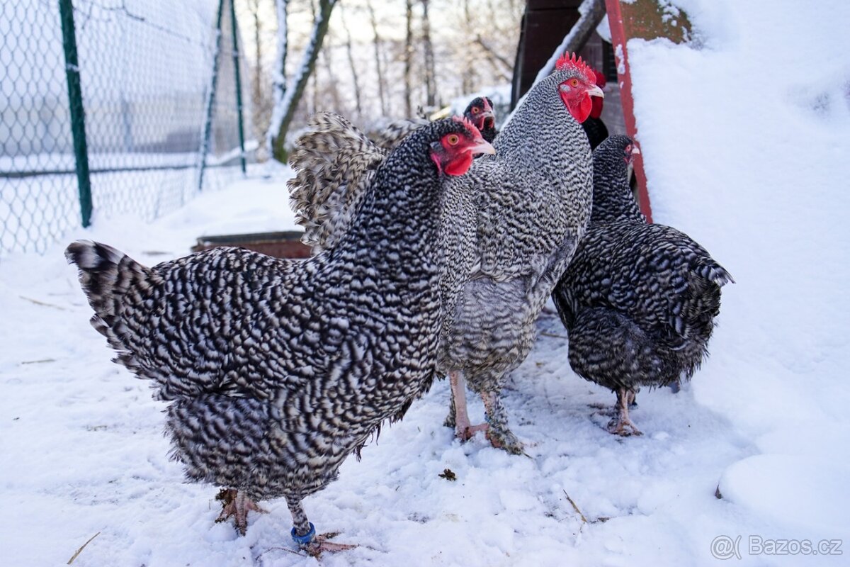 Mechelenky ✅ (násadová vejce)