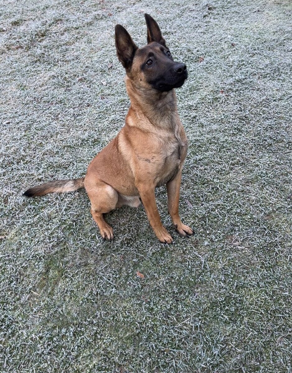 Belgický ovčák malinois