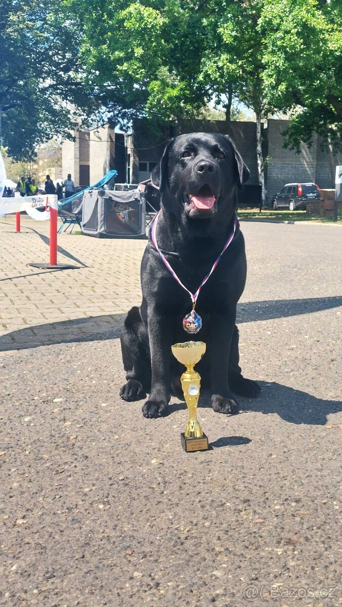 Labradorský retriever A MAGIC FRIEND OF FROTARIS - krytí