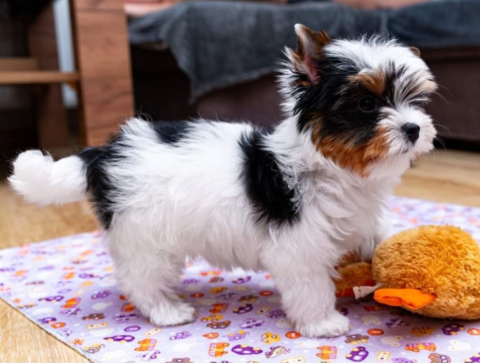 Biewer jorkšírský  Terrier s pp