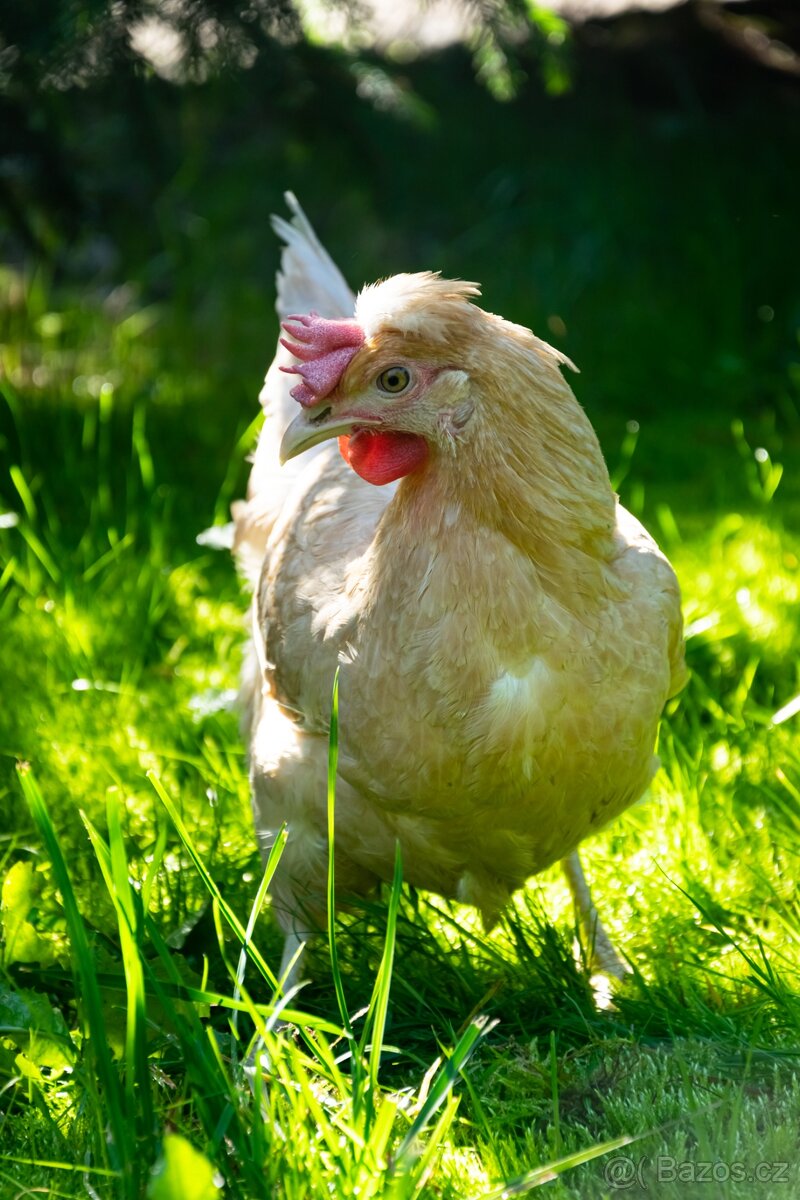 Slepičky přímo od farmáře.Rozvoz: Neratovice,Kostelec n. Lab