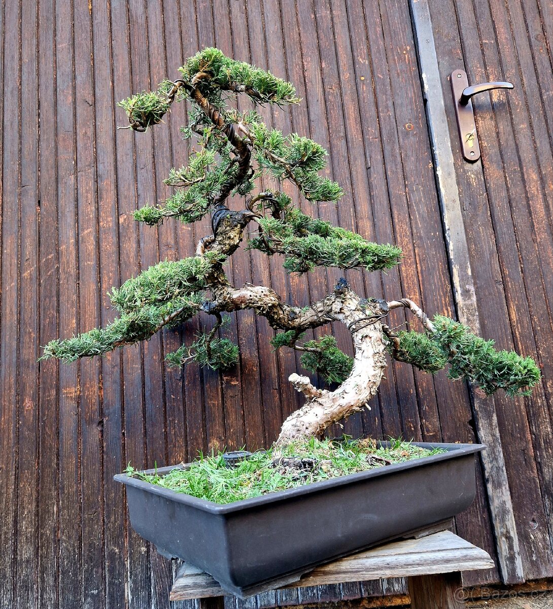 Bonsai, Bonsaj - Jalovec cinsky, Top 3