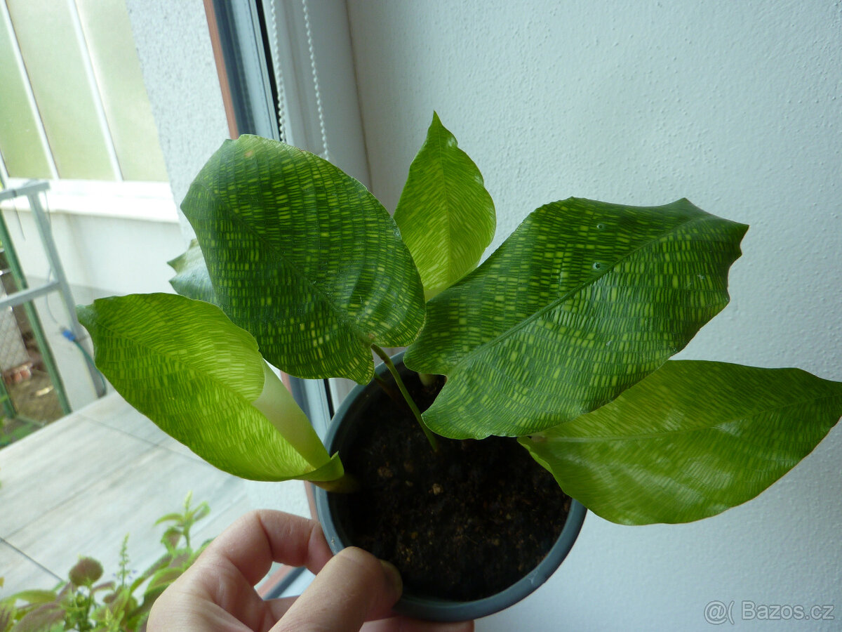 Calathea musaica - pokojová rostlina