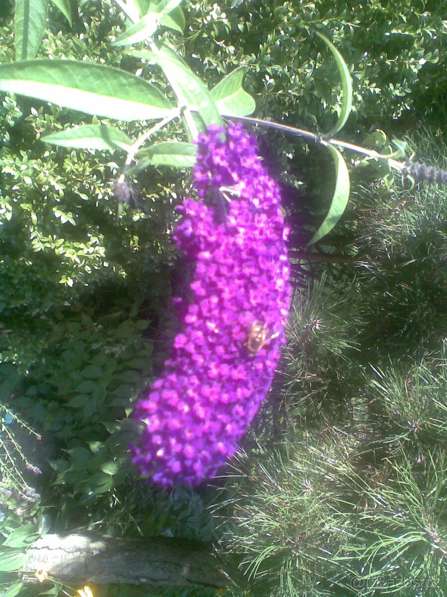 Budlea, motýlí keř fialová barva- sazenice