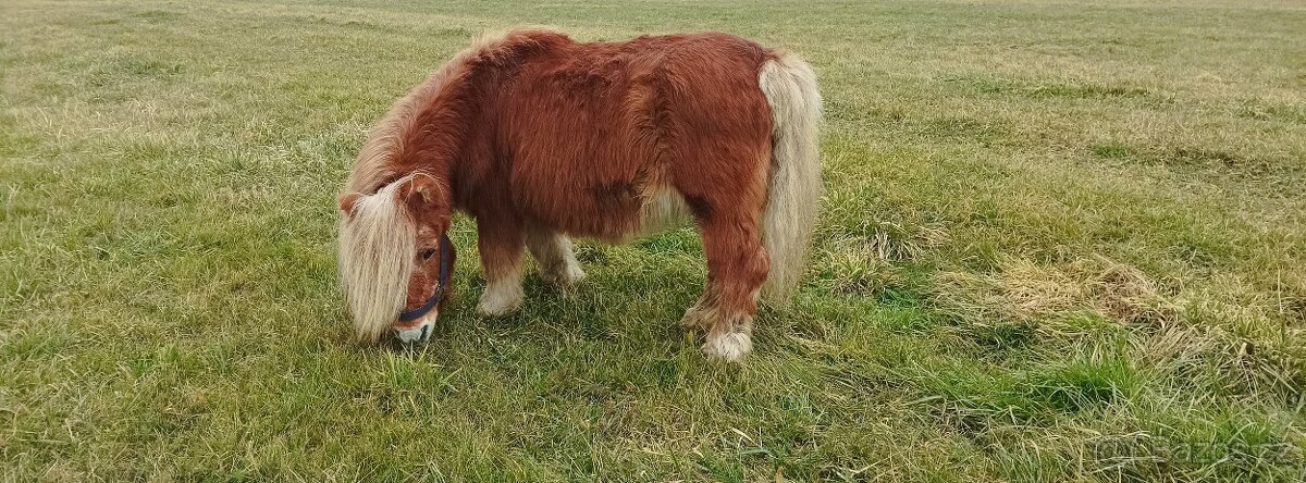 Pony schetland