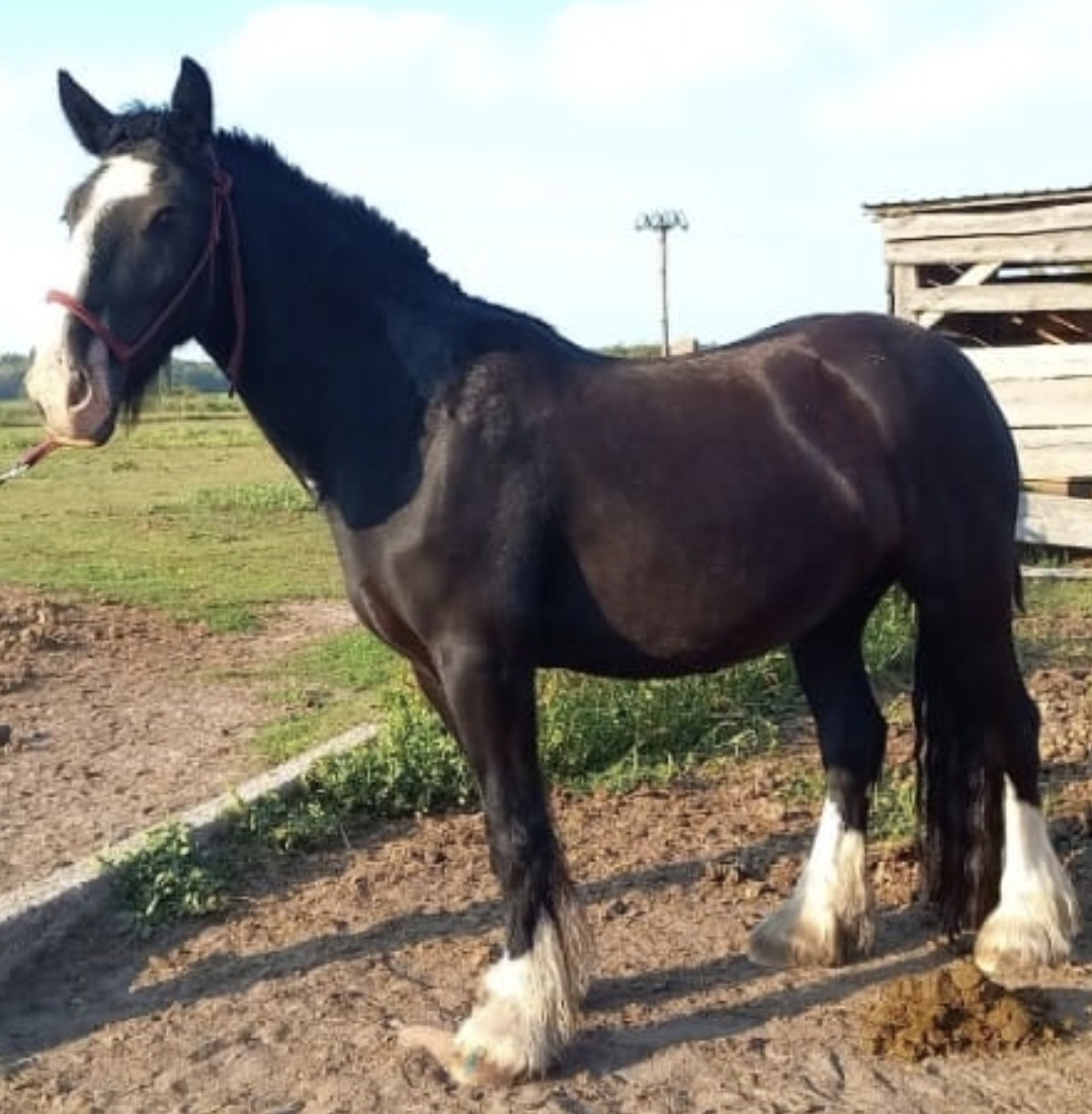 Irish Cob