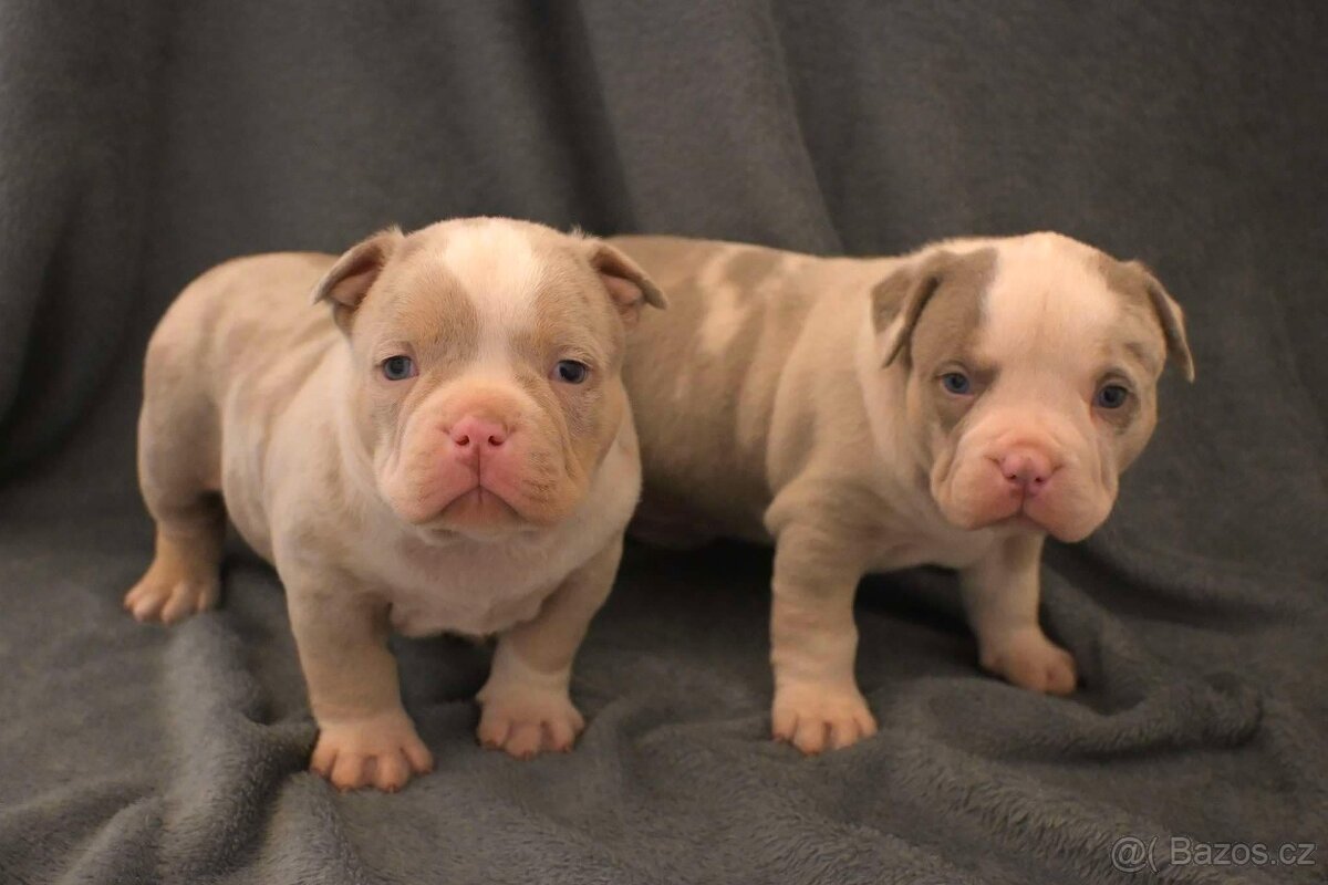 American Bully