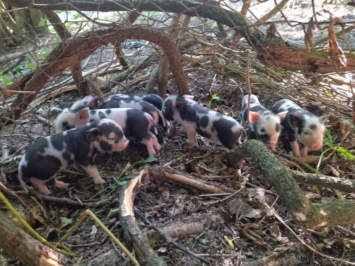 Selátka Kune Kune , pastevní prasátka